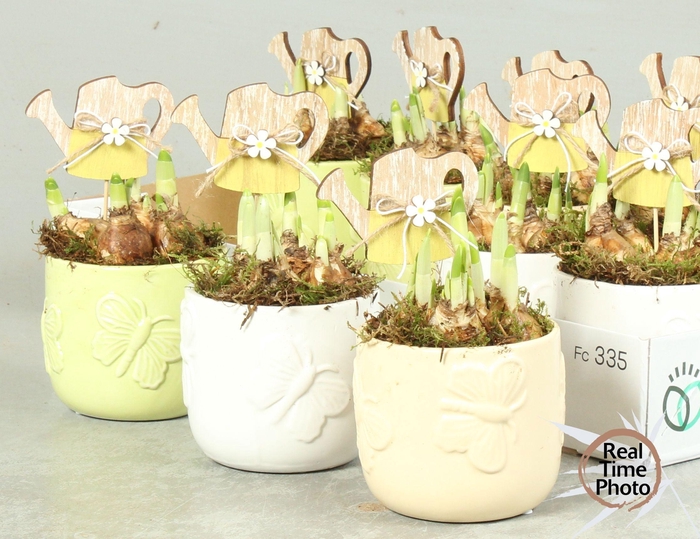 arr4 Narcis RN - Ker. Popping perfection