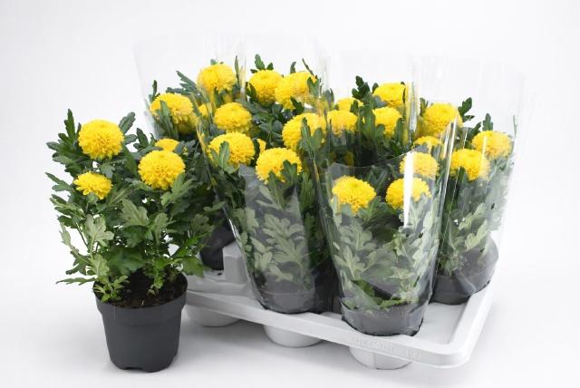 <h4>CHRYS FP YELLOW</h4>