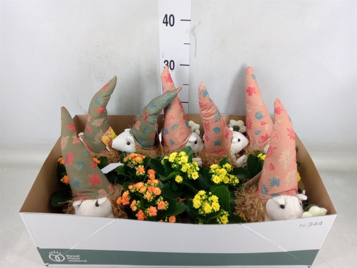 <h4>Arr.   Planten L%</h4>