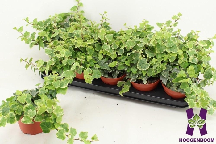 <h4>HED HE WHITE WONDER</h4>