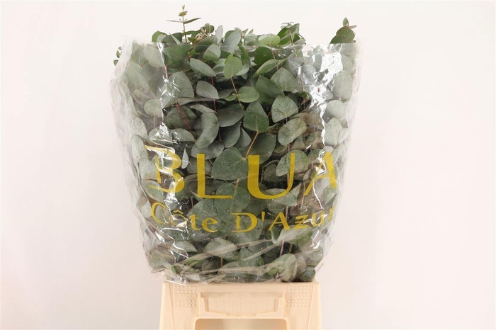 <h4>EUCA CINEREA</h4>