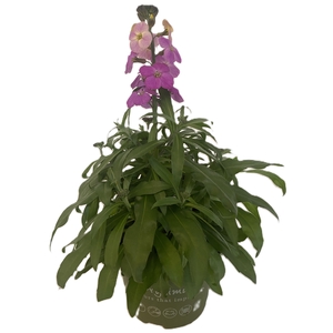 Erysimum Leya Purple Glow