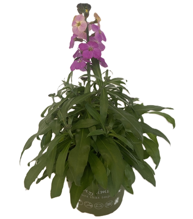 <h4>Erysimum Leya Purple Glow</h4>