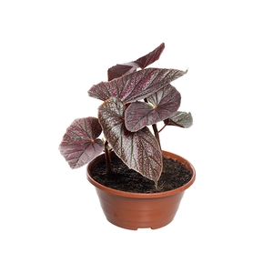 BEGONIA MAURICE AMEY C21