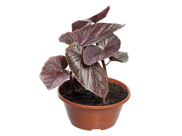 <h4>BEGONIA MAURICE AMEY C21</h4>