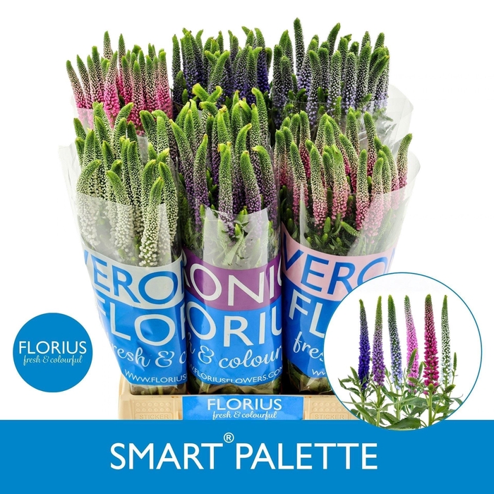 <h4>VERON SMART PALETTE GEMENGD</h4>