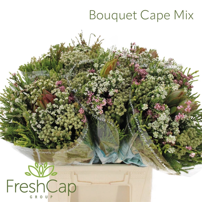 <h4>Bouquet Cape Mix</h4>
