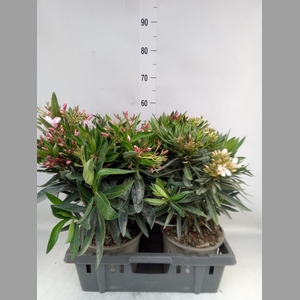 Nerium oleander   ...