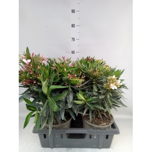 Nerium oleander   ...