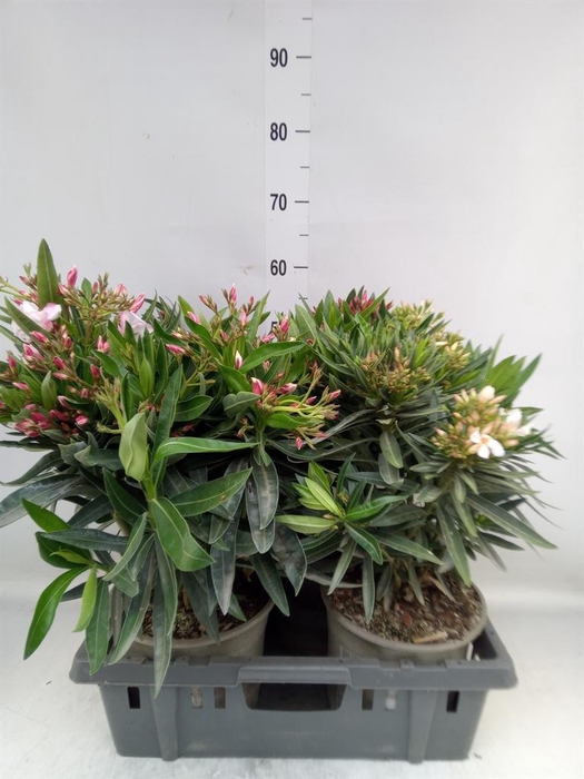 <h4>Nerium oleander   ...</h4>