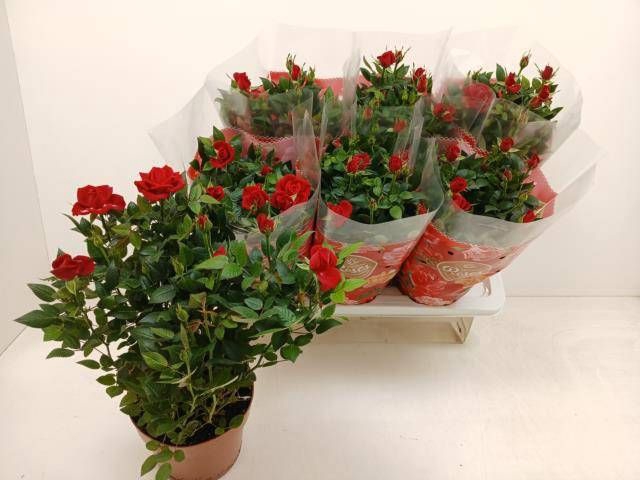 <h4>RO FAV RO RED</h4>