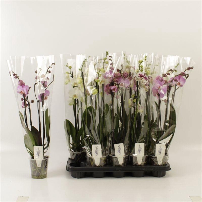 <h4>PHAL GEM</h4>