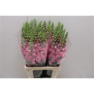 Antir Poto Cerry Rosa