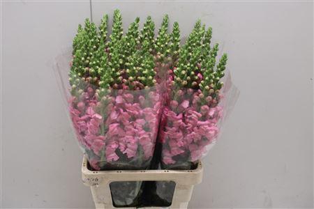 <h4>Antir Poto Cerry Rosa</h4>