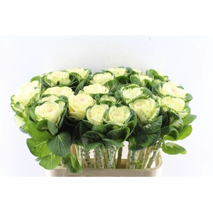 Brassica White Crane