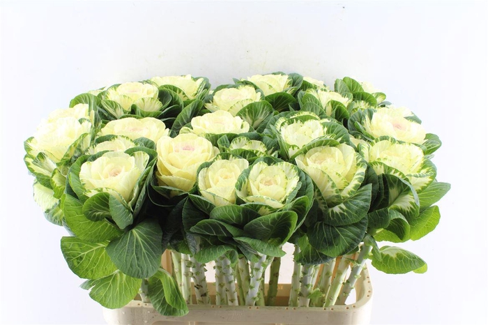 <h4>Brassica White Crane</h4>