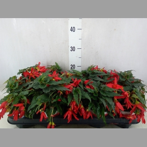Begonia boliv. 'Beauvilia Red'