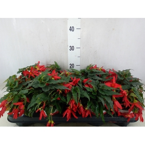 Begonia boliv. 'Beauvilia Red'