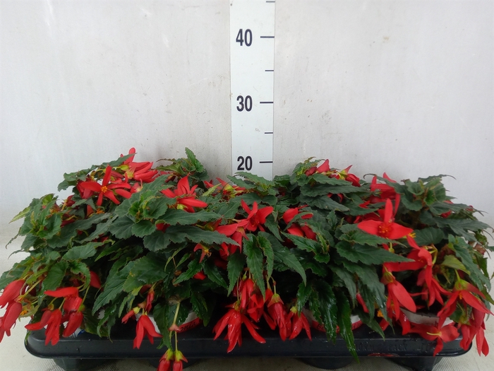 Begonia boliv. 'Beauvilia Red'