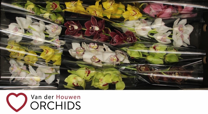 <h4>Gemengd 50 cm.</h4>