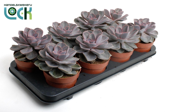 <h4>Echeveria Perle von Nurnberg</h4>