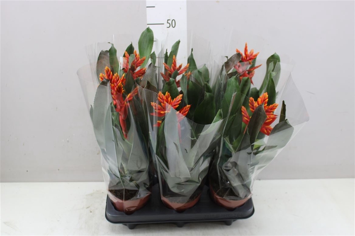 <h4>Aechmea Elegant Flame</h4>