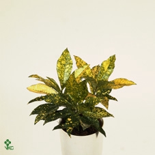 Codiaeum variegatum Gold Sun