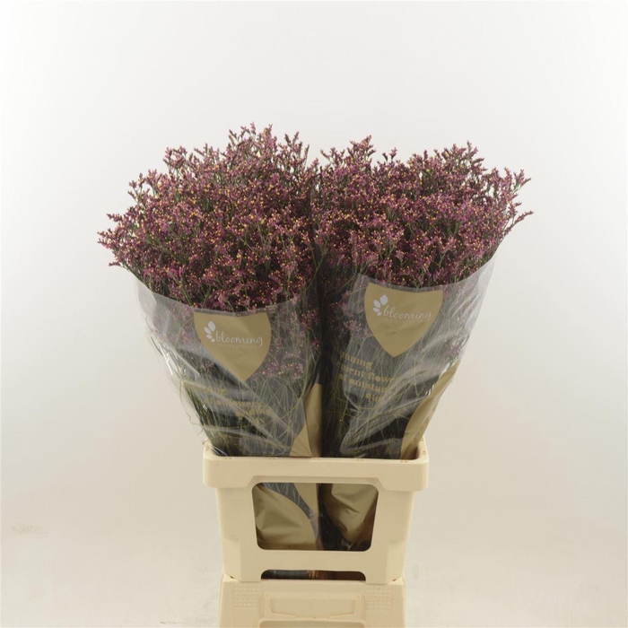 <h4>Limonium Sinense Scarlet Diamond</h4>