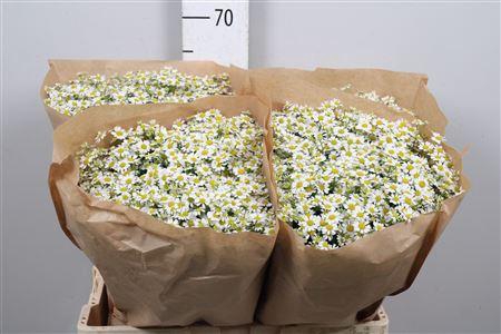 <h4>Tana Pa Single Vegmo</h4>