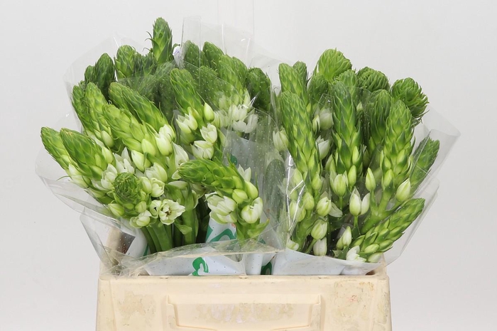 Ornithogalum thyrsoides Milky Way