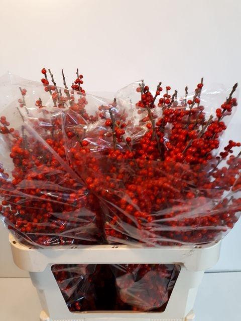 <h4>Ilex verticillata</h4>