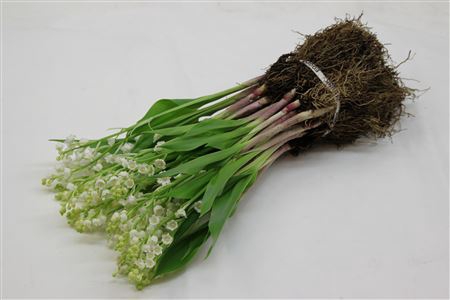 Convallaria Majalis