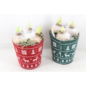 arr4 Hyacint PL - Stof potje xmas groen/rood