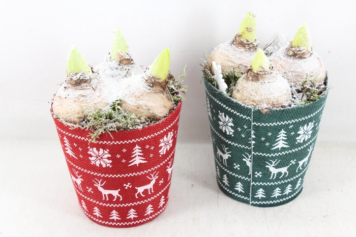 <h4>arr4 Hyacint PL - Stof potje xmas groen/rood</h4>