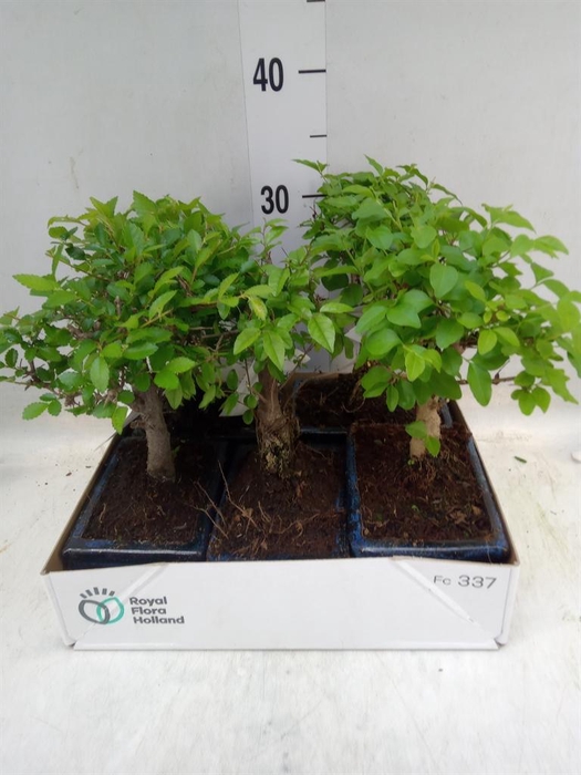 <h4>Bonsai ...mix</h4>