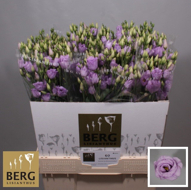 <h4>Lisianthus Rosita Lavendel</h4>