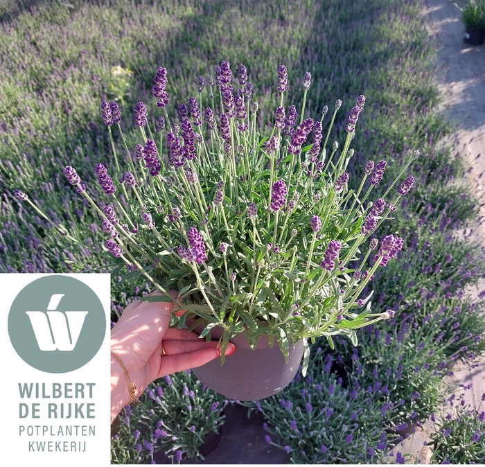 <h4>Lavendel angustifolia Hidcote Lavandula 19cm</h4>