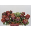 Banksia Coccinea
