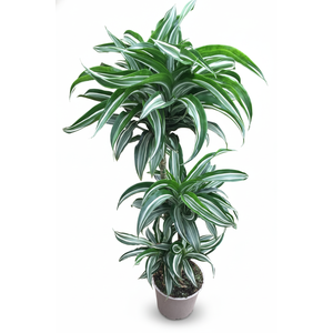 Dracaena overig