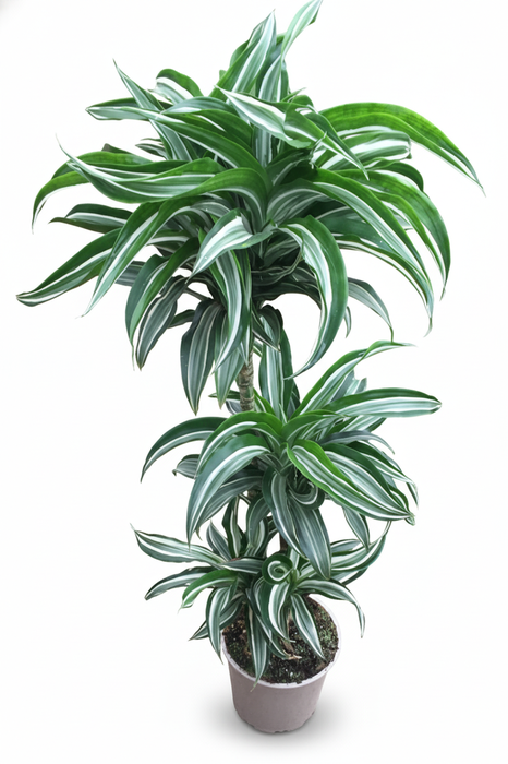 <h4>Dracaena overig</h4>