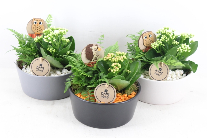 <h4>arr2 PL - Ker. schaal mix x3</h4>