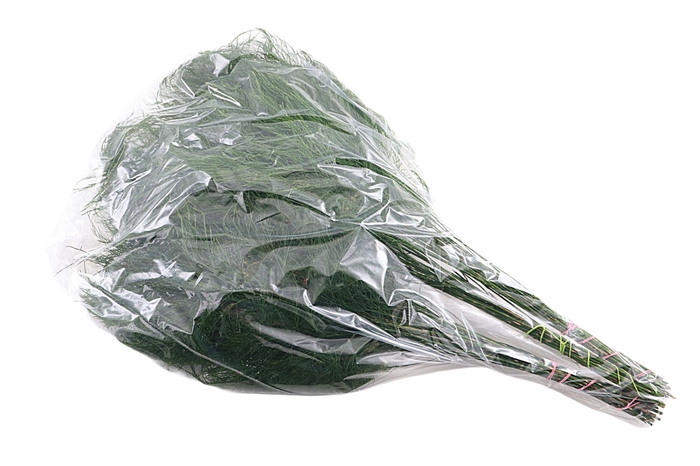 <h4>Treefern Vacuum X5</h4>