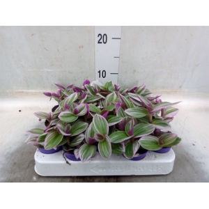 Tradescantia albif. 'Nanouk'