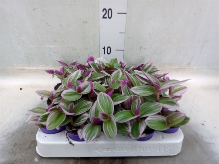 <h4>Tradescantia albif. 'Nanouk'</h4>