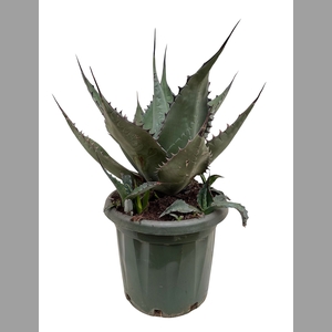 Agave   ...