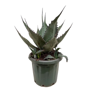 Agave   ...