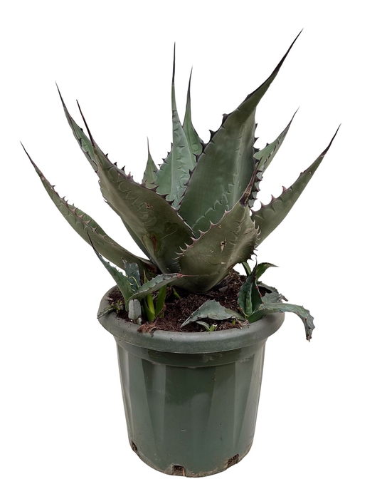 <h4>Agave   ...</h4>