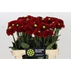 Dahlia Red Fox