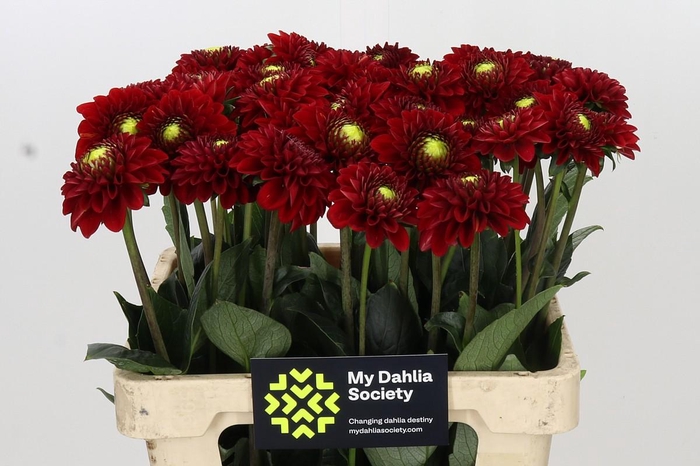 <h4>Dahlia Red Fox</h4>