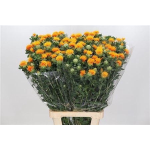 Carthamus Zanzibar Orange